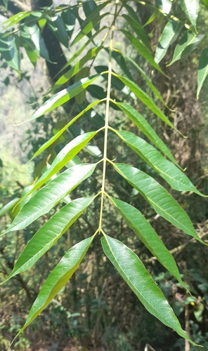 Cedrela angustifolia