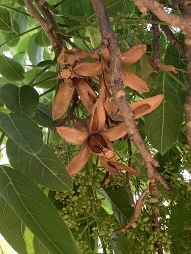 Cedrela odorata (Barbadoes cedar) — photo