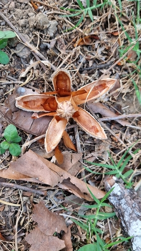 Cedrela odorata (Barbadoes cedar) — photo
