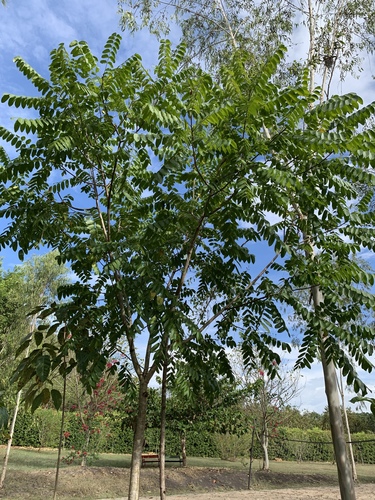 Cedrela odorata