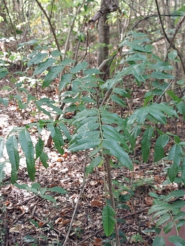 Cedrelopsis grevei (Katrafay) — photo