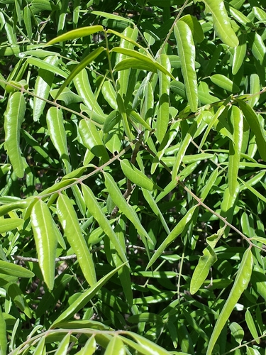 Cedrelopsis grevei