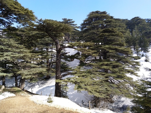 Cedrus libani (Cedar of Lebanon) — photo