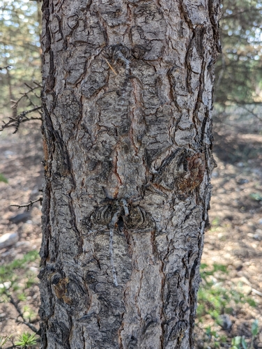 Cedrus libani (Cedar of Lebanon) — photo