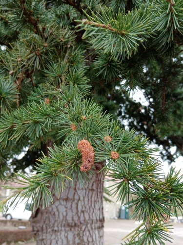 Cedrus libani