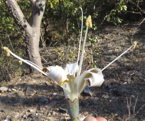 Ceiba acuminata — photo