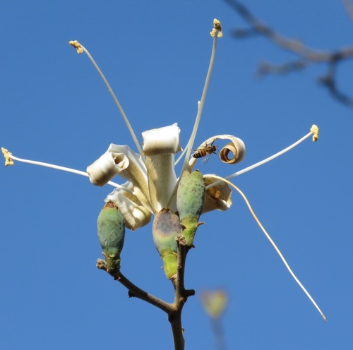 Ceiba acuminata