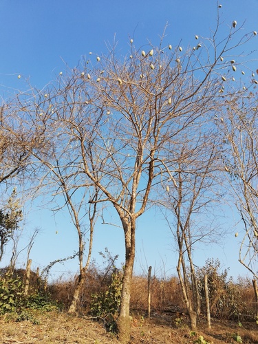 Ceiba aesculifolia (Ceibillo) — photo