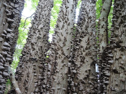 Ceiba aesculifolia (Ceibillo) — photo