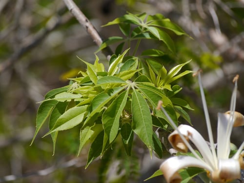 Ceiba aesculifolia