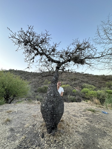 Ceiba chodatii (Floss silk tree) — photo