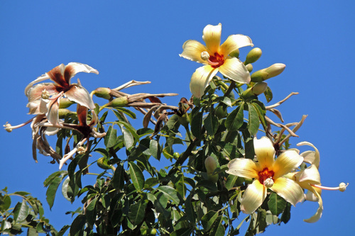 Ceiba chodatii (Floss silk tree) — photo