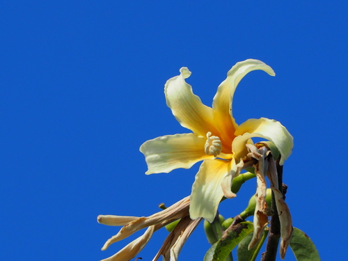 Ceiba chodatii