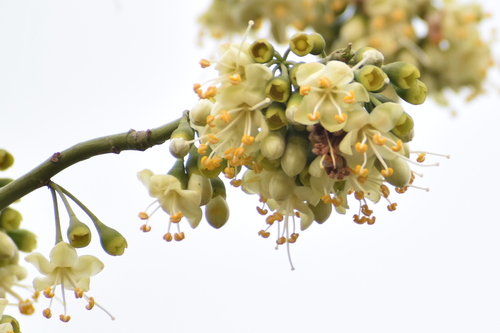 Ceiba pentandra (Kapok) — photo