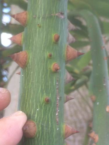 Ceiba pentandra (Kapok) — photo
