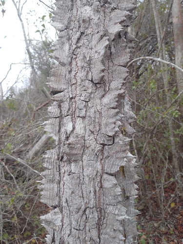 Ceiba schottii (Schott's ceiba) — photo