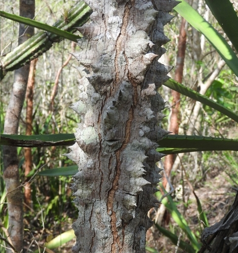 Ceiba schottii
