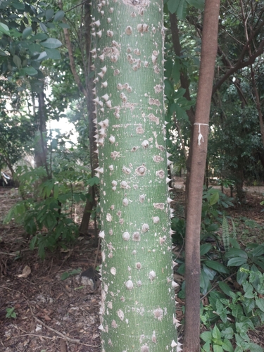 Ceiba speciosa (Silk floss tree) — photo