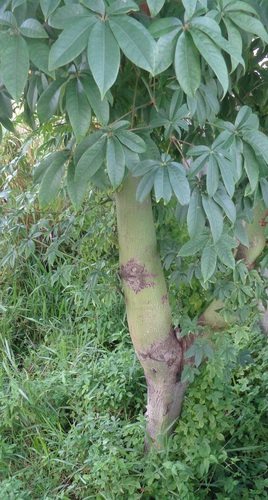 Ceiba speciosa (Silk floss tree) — photo