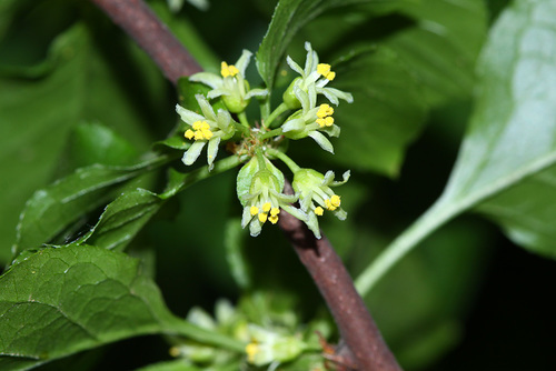 Celastrus flagellaris — photo