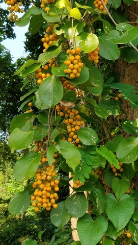 Celastrus paniculatus (Black-oil tree) — photo