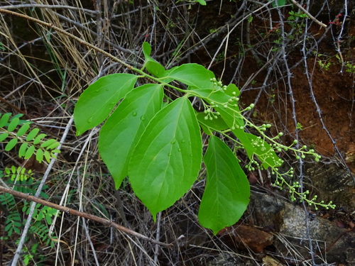 Celastrus paniculatus (Black-oil tree) — photo