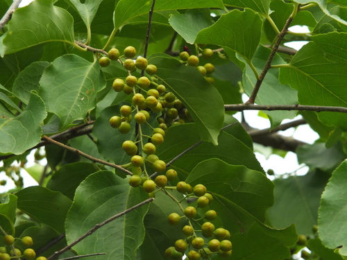 Celastrus paniculatus