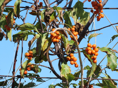 Celastrus scandens (American bittersweet) — photo