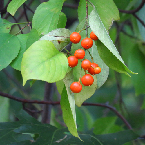 Celastrus scandens