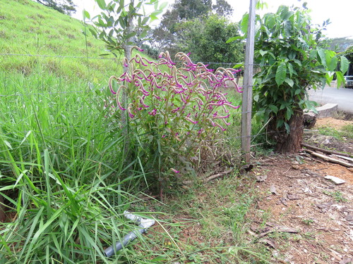 Celosia argentea (Lagos spinach) — photo