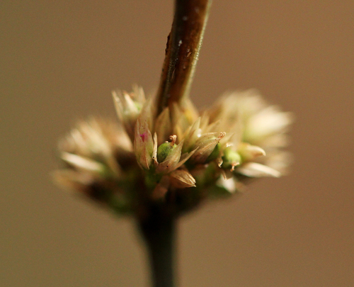 Celosia globosa — photo