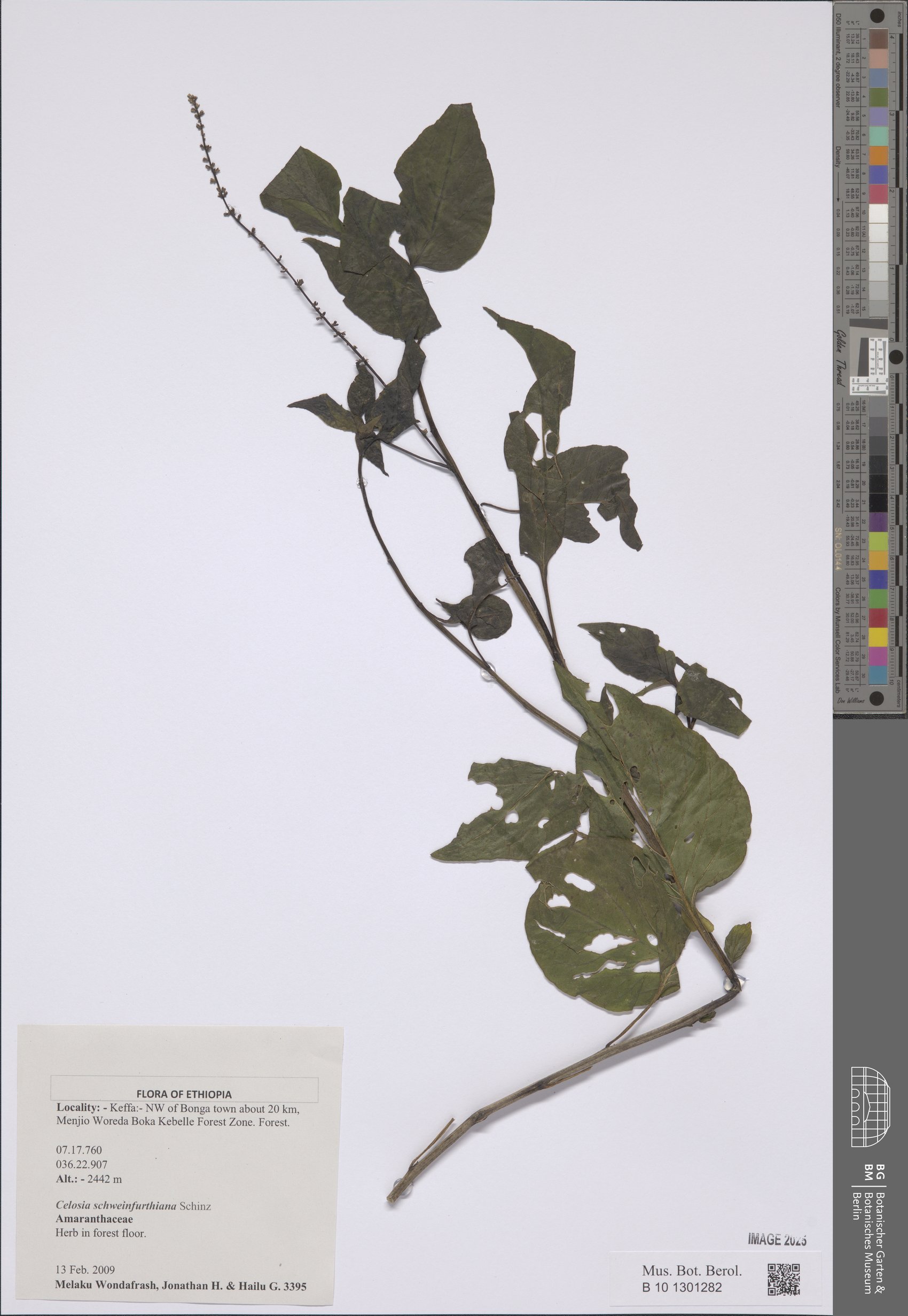 Celosia schweinfurthiana — photo