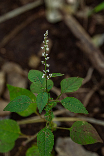 Celosia trigyna (Silver spinach) — photo