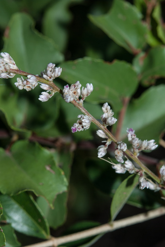 Celosia trigyna (Silver spinach) — photo