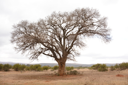 Celtis africana (White stinkwood) — photo