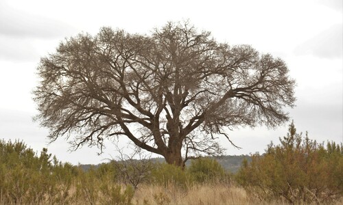Celtis africana (White stinkwood) — photo