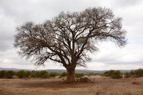 Celtis africana
