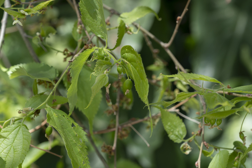Celtis australis (European Hackberry) — photo