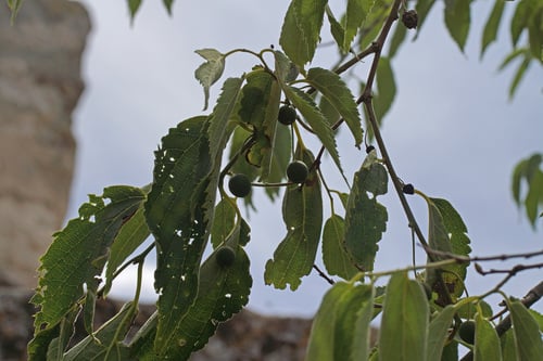 Celtis australis