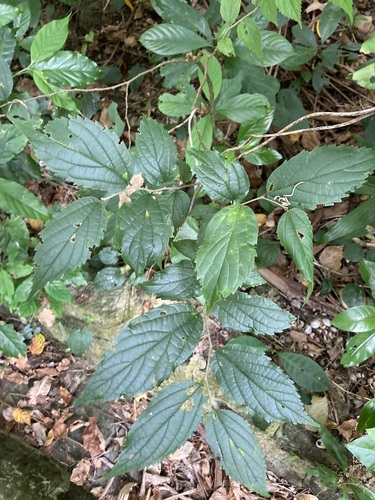 Celtis boninensis — photo