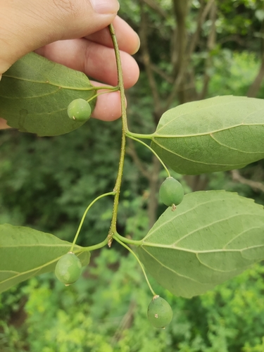 Celtis bungeana — photo