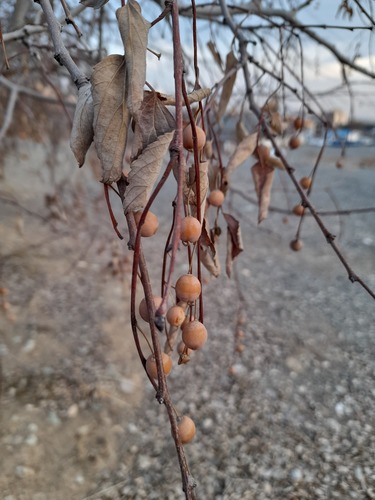 Celtis caucasica (Caucasian hackberry) — photo