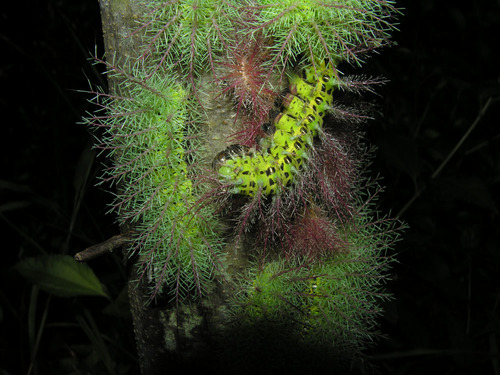 Celtis caudata — photo
