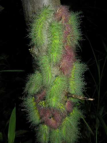 Celtis caudata — photo