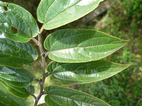Celtis caudata