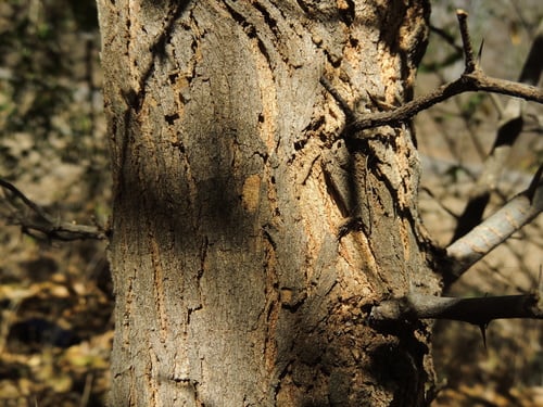 Celtis ehrenbergiana (Spiny hackberry) — photo