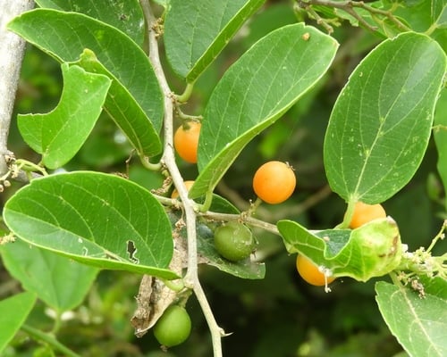 Celtis ehrenbergiana