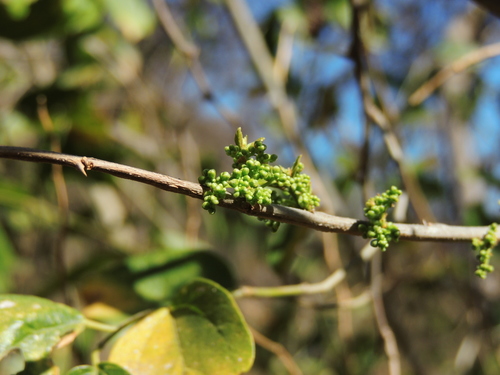 Celtis glycycarpa — photo