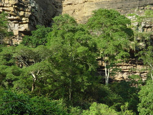Celtis gomphophylla — photo