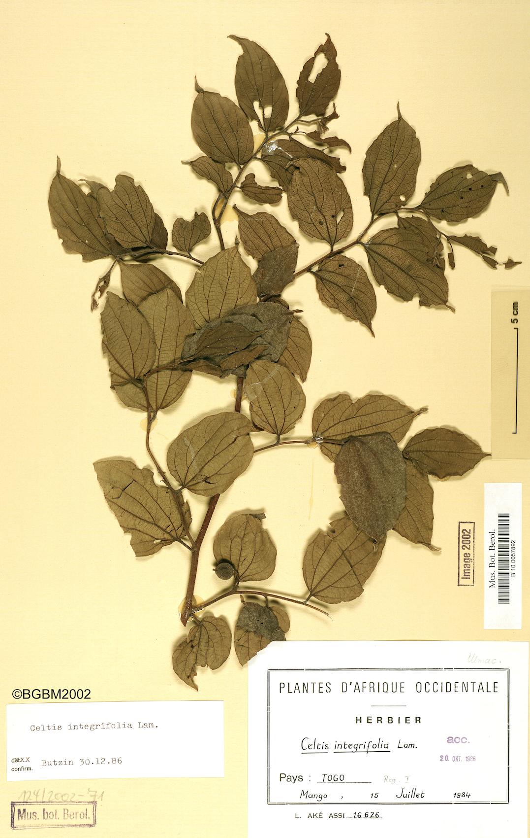Celtis integrifolia (Nettle tree) — photo